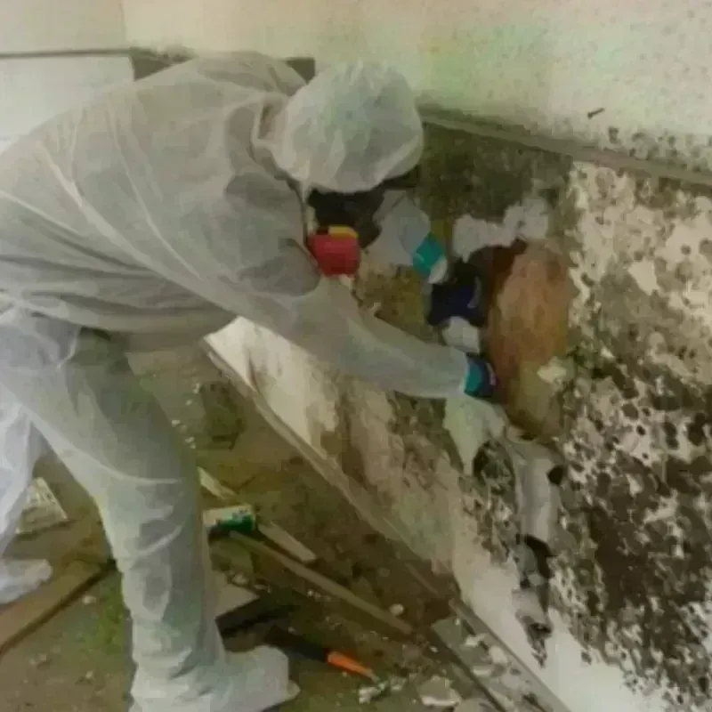 Mold Remediation and Removal in Anderson, MO